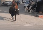 आदेशों के बावजूद सड़कों पर घूम रहा है गोवंश