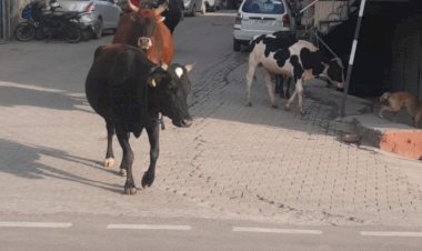 आदेशों के बावजूद सड़कों पर घूम रहा है गोवंश