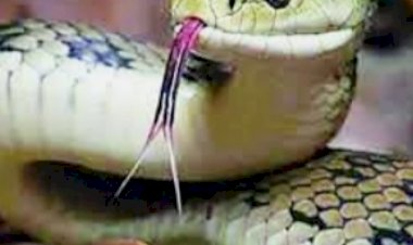 सांप के डसने से पांच वर्षीय बच्‍ची की मौत , मामा के घर माँ के साथ बेड पर सोई थी मासूम