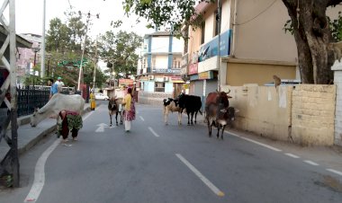 ना कोई चालान  ना जुर्माना कि या      डीसी के आदेशों के बावजूद सड़कों पर घूम रहे गोवंश और गंदगी फैला रहे कुत्तों को लेकर  कारवाई  नही