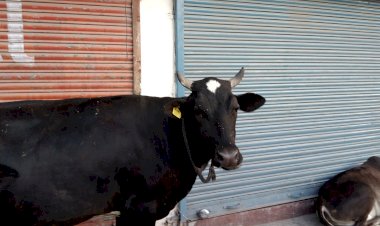 देर रात गोशाला में लगी आग, जिंदा जले दो बैल और भेड़-बकरियां, जिंदा जले दो बैल और भेड़-बकरियां