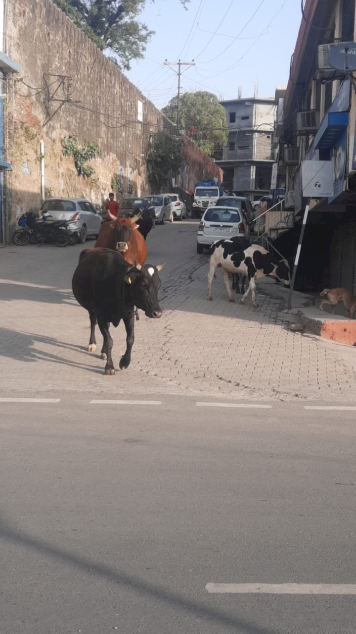 आदेशों के बावजूद सड़कों पर घूम रहा है गोवंश