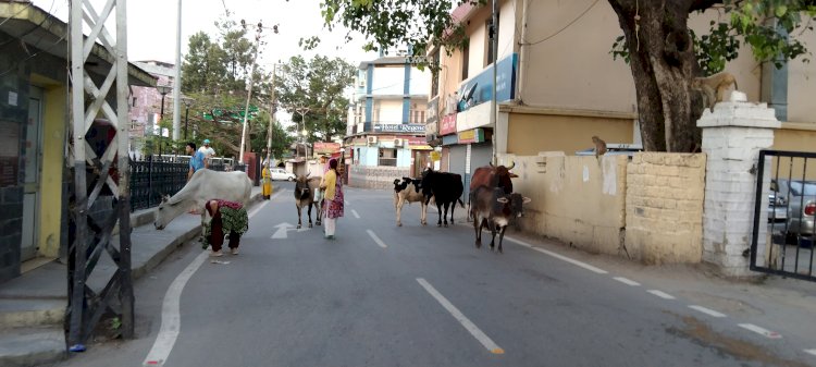 ना कोई चालान ना जुर्माना कि या डीसी के आदेशों के बावजूद सड़कों पर घूम रहे गोवंश और गंदगी फैला रहे कुत्तों को लेकर कारवाई नही