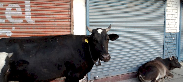 देर रात गोशाला में लगी आग, जिंदा जले दो बैल और भेड़-बकरियां, जिंदा जले दो बैल और भेड़-बकरियां