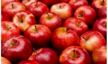 सोलन सेब मंडी  में रोजाना 10 से 12,000 पेटियां