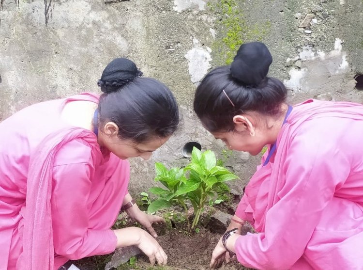 शिमला नर्सिंग कॉलेज शुराला ने वृक्षारोपण का आयोजन किया।