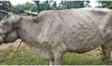 सिरमौरके मवेशियों में पैर पसार रहा है लंपी त्वचा रोग, जिला के पशुपालक बरतेंसावधानी-नीरू शबनम