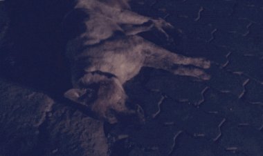 नगर परिष्द ने लोगों को कटाने वाले पागल कुत्ते लगाया टिकाने  - पक्का टैंक क्षेत्र में काट रहा था लोगों को