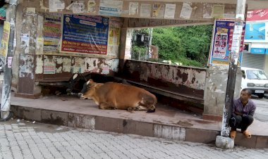 अटल श्रेष्ठ योजना में हाल ही में एक करोड़ का ईनाम झटकने वाली नगर परिषद ने.......    गोवंश, आवारा कु त्तों, उत्पाती बंदरों पर कारवाई नही की