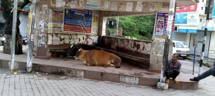अटल श्रेष्ठ योजना में हाल ही में एक करोड़ का ईनाम झटकने वाली नगर परिषद ने....... गोवंश, आवारा कु त्तों, उत्पाती बंदरों पर कारवाई नही की