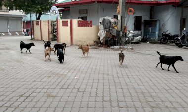 अब बन्दरों का भी पेट पालने लोग.... शहर के हिस्सों में उत्पाती बन्दरों की बढ़ी तादाद