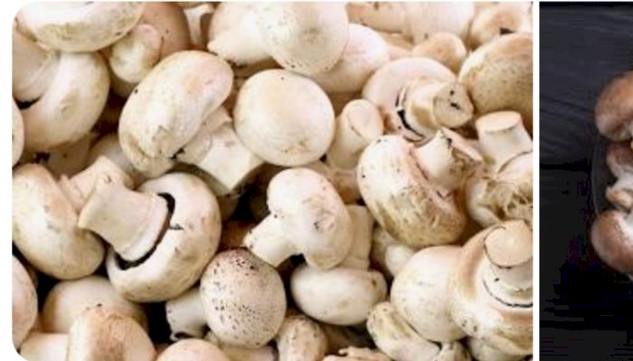 आदर्श कारागार नाहन में 10 दिवसीय मशरूम उत्पादन कार्यक्रम संपन्न