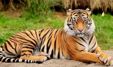 मिनी जू श्री रेणुकाजी में जल्द ही बंगाल टाइगर की सुनाई देगी दहाड़