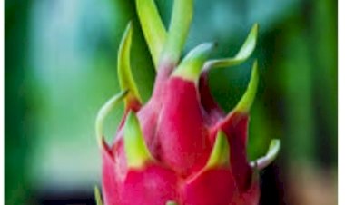 डै्रगन फू्रट की खेती करने हेतू किसानों को करें प्रेरित - राघव शर्मा