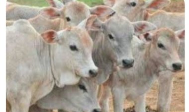 विशेष मुहिम के तहत 12 बेसहारा गौवंश को मिला आश्रय