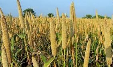 कम पानी से हो जाती है मोटे अनाज की खेती, किसान कमा सकते हैं अच्छा लाभ