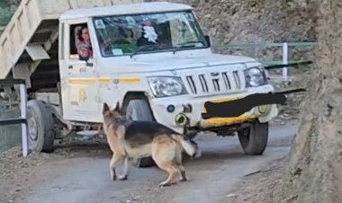 शिमला में सक्रिय डंपिंग माफिया : गौरव