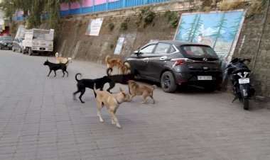 गलियों में रातभर पालतू कुत्तों के भौकंने से लोगों की नींद हो रही है हराम........