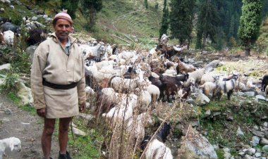 कांगड़ा की ऑर्गेनिक ऊन की पहुंच पश्चिमी बाजारों तक प्रदेश वूल फेडरेशन ने पशुपालकों की आर्थिकी को किया सुदृढ़