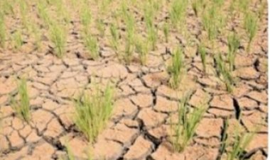 मुख्य सचिव ने सूखे की संभावित स्थिति से निपटने के लिए कारगर कदम उठाने के निर्देश दिए