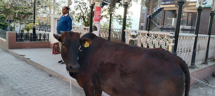 टैग लगा गोवंश भी घूम रहा है प्रमुख बाजार में ...   नगर परिषद को   जिला प्रशासन के आदेशों की परवाह नही....