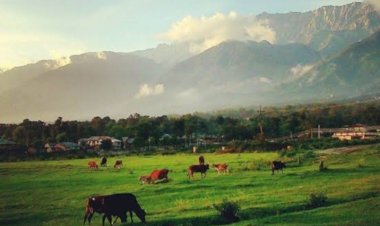 योल कैंट से बाहर हुए सिविल क्षेत्र को पंचायतों में मिलाने पर क्षेत्रवासियों के सुझाव-आपत्तियां आमंत्रित