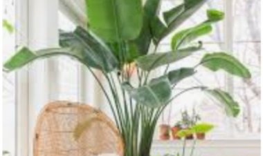 रिसर्च: घर के अंदर ग्रीनरी से खुशी और है और एकाग्रता बढ़ती है, तनाव घटता है हाउस प्लांट्स से बेचैनी कम होती है और गुस्सा ठंडा पड़ता है