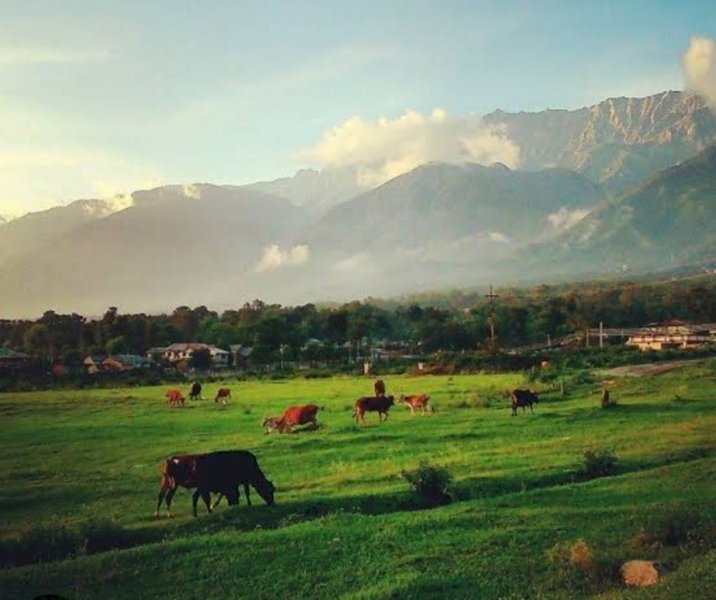 योल कैंट से बाहर हुए सिविल क्षेत्र को पंचायतों में मिलाने पर क्षेत्रवासियों के सुझाव-आपत्तियां आमंत्रित