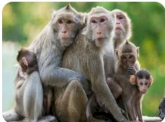अब बन्दरों का भी पेट पालने लोग.... शहर के हिस्सों में उत्पाती बन्दरों की बढ़ी तादाद