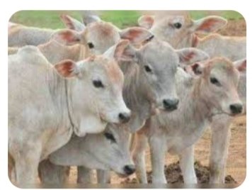 हिमाचल की पहाड़ी गाय की नस्ल में सुधार के साथ होगा संरक्षण, साढ़े चार करोड़ से सिरमौर में शुरू होगी परियोजना