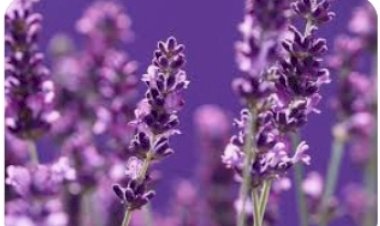 किसानों के लिए लाभ की खुशबू लाएगी बैंगनी क्रांति........... लैवेंडर की खेती को प्रोत्साहित करने के लिए योजना तैयार कर रही प्रदेश सरकार: मुख्यमंत्री