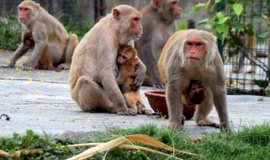 बंदरों के उत्पात  से जनता परेशान...... -एनीमल लर्वस बंदरों दे रहे खाने को