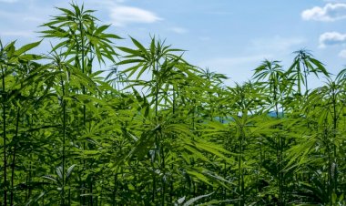 पधर में भांग की अवैध खेती रोकने के लिए संयुक्त कमेटी गठित