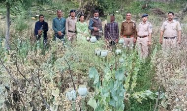 राजगढ पुलिस ने खेतों में उगाए 1539 अफ ीम के पौधों सहित एक आरोपी धरा........ दुसरा फारार