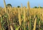 कृषि निदेशालय में मोटे अनाजों पर समीक्षा बैठक आयोजित...