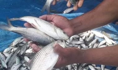 इंडो-नॉरविजियन ट्राउट पालन परियोजना  का  सफल कार्यान्वयन.......  मछुआरों की आय बढ़ाने के लिए एक विस्तृत कार्य योजना तैयार कर रही है  सरकार......