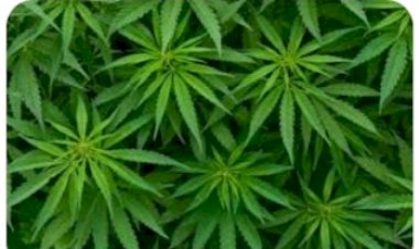 कांगड़ा जिले में भांग-अफीम की खेती नष्ट करने को चलेगा महाअभियान...... 27 मई को छोटा भंगाल क्षेत्र से होगी पहले चरण की शुरुआत........