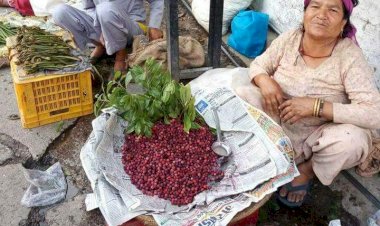 स्वाद व औषधीय गुणों से..... भरपूर  जंगली फल काफल...
