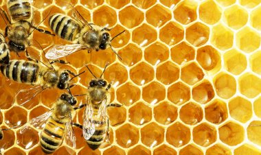 मधु मक्खी पालन से आय बढ़ा सकते हैं किसान-बागवान...... मुख्यमंत्री मधु विकास योजना के तहत........ देता है 80 प्रतिशत सब्सिडी.......