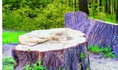 खैर के पेड़ के कटान से किसानों की आर्थिकी को संबल मिलेगा.......मुख्यमंत्री सर्वोच्च न्यायालय का निर्णय ऐतिहासिक.......