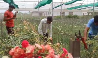 सफलता की कहानी ...खली से दिल्ली तक पहुंच रहे हैं शिव कुमार के फूल....... पहले सब्जी बेचकर करते थे गुजारा........अब हर सीजन में उगा रहे हैं लाखों के फूल