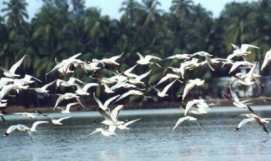 पौंग बांध बनेगा साहसिक गतिविधियों का केंद्र: मुख्यमंत्री...... पौंग बांध क्षेत्र में सुदृढ़ की जाएंगी पर्यटन आधारित अधोसंरचना......