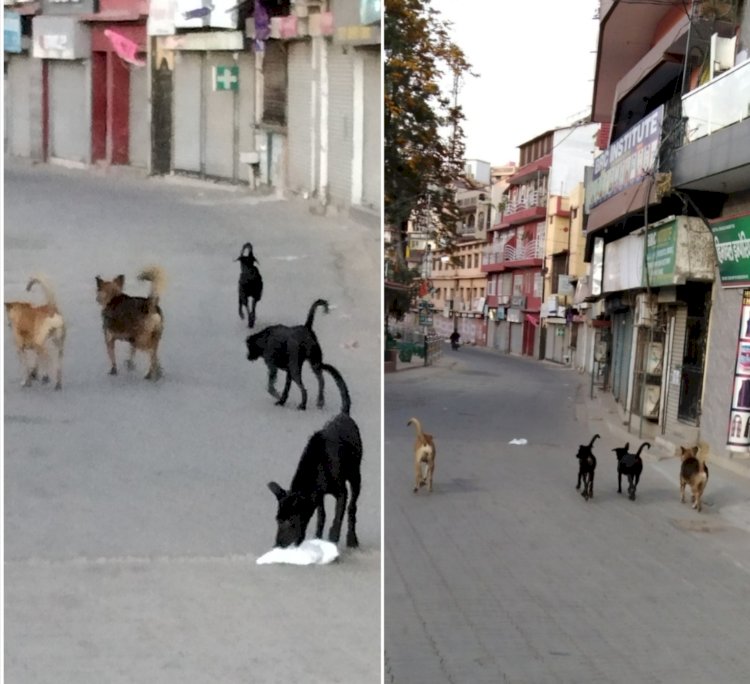गलियों में रातभर पालतू कुत्तों के भौकंने से लोगों की नींद हो रही है हराम........ सार्वजनिक स्थलों पर कुत्ता घुमाने वालों पर सख्त कारवाई करने में नप प्रशासन नाकाम.......
