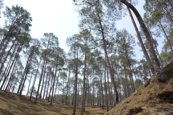 चीड़ की पत्तियों से कम्प्रैस्ड बॉयोगैस का उत्पादन करने पर विचार कर रही  प्रदेश सरकार .....
