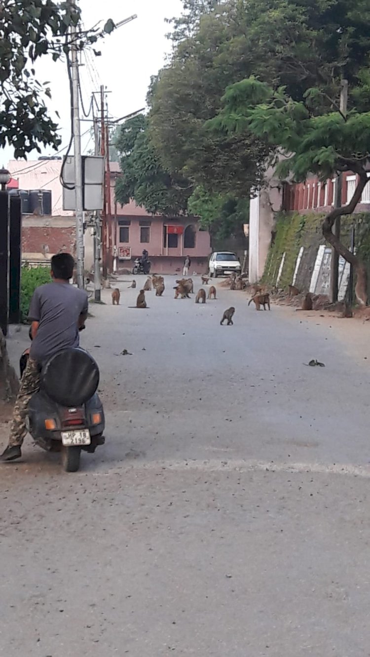 शहर में उत्पाती बन्दरों का कहर जारी...... बढती जा रही है तादाद कुत्ते पालने वालों के शौक लोगों पर पड़ रहे हैं भारी...... अब बन्दरों का भी पेट पालने लोग....