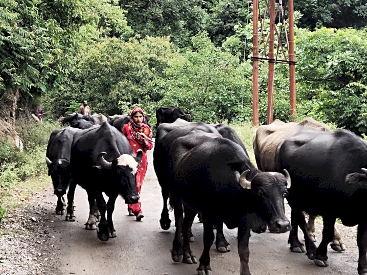 पारा  चढ़ते ही घुमंतु गुज्जरों ने किया पहाड़ी क्षेत्रों का रूख.......   घुमंतु गुज्जरों के पुनर्वास बारे आजतक किसी भी सरकार ने नहीं किया गौर.......