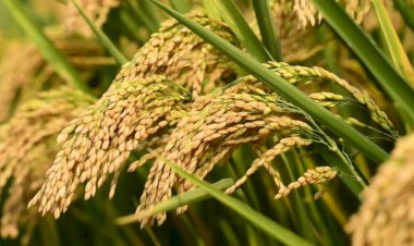 जैविक खादों व ईफको द्वारा........ निर्मित नैनो डीएपी व नैनो एनपी का  उपयोग करके पर्यावरण संरक्षण में करें सहयोग......