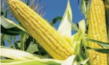 मक्की की फसल को फॉल आर्मी वर्म से बचाने की दी सलाह.....