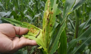 मक्की की फसल में फॉल आर्मीवर्म के प्रकोप के प्रति सावधान रहें किसान