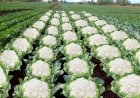 किसान....... फूल गोभी का भी करवा सकते हैं बीमा......